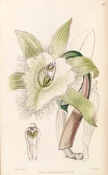 Illustrazione di Rhyncholaelia digbyana o Brassavola digbyana